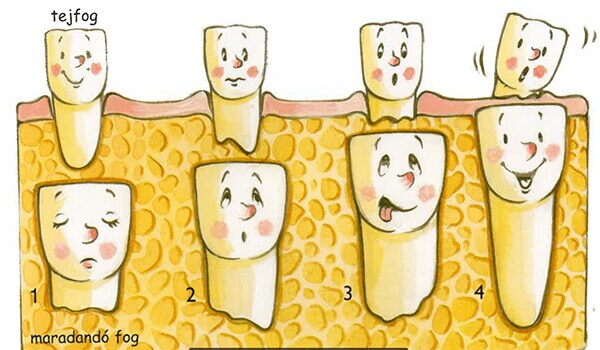 tejfogak es maradando fogak